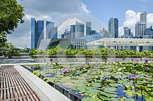 Singapore skyscrapers and lillies