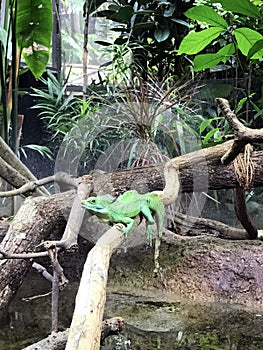 Singapore zoo - Agamid lizards