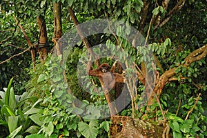 Singapore Zoo white handed gibbon at trees in Mandai, Singapore photo