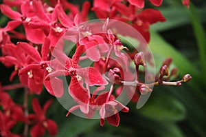 Singaporean red orchids blooming