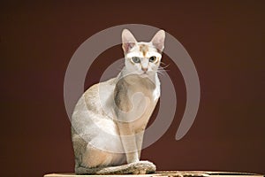 The Singapura breed of cat, declared by the Singapore government to be a living national monument