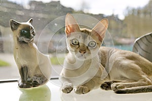 The Singapura breed of cat, declared by the Singapore government to be a living national monument