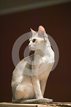 The Singapura breed of cat, declared by the Singapore government to be a living national monument