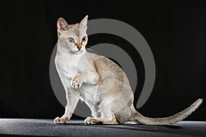 Singapura cat