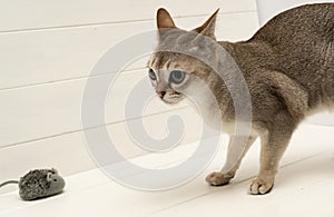 Singapura cat with mouse on white background. The smallest cat breed in the world. photo