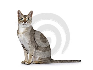 Singapura cat on white