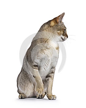 Singapura cat on white