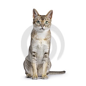 Singapura cat on white