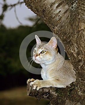 Singapura Domestic Cat standing in Tree