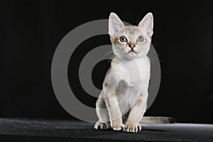 Singapura kitten