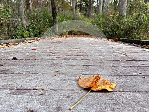 A singe leaf on a boardwalk in fall photo