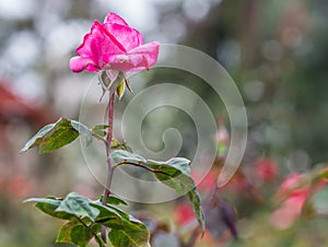 Singe Pink Rose with Garden Background