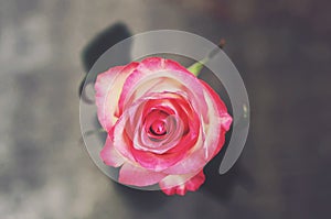 Singe rose flower with on gray background, top view