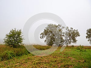 Singe tree grows in a field. Forest in a fog in the background. Nobody. Calm nature scene. Relaxed atmosphere. Farm land. Latvian