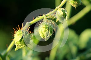 Singe vine of Litchi tomato or Solanum sisymbriifolium plant with row of unripe fruits in spiny green husks planted in local