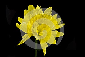 Singe Yellow Chrysanthemum photo