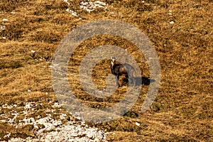 Singel chamois on a mountain pasture