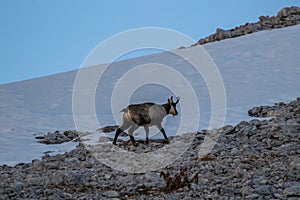 Singel chamois on a mountain, winter