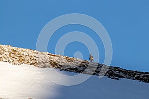 Singel chamois on a mountain, winter time