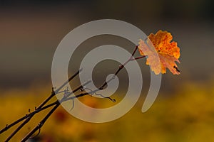 singel colorful leaf in autumn detail