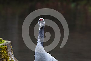 singel manchurian crane stands and looks on a pond