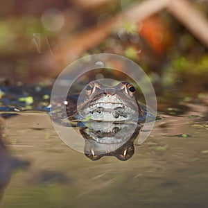 Singel moor frog rana arvalis in close-up colored background