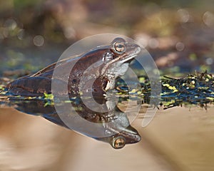 Singel moor frog rana arvalis in close-up in side