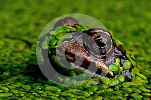 Singel moor frog rana arvalis in close-up in side on the head