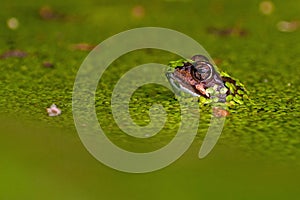 Singel moor frog rana arvalis in close-up in side on the head