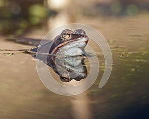 Singel moor frog rana arvalis in close-up side portrait