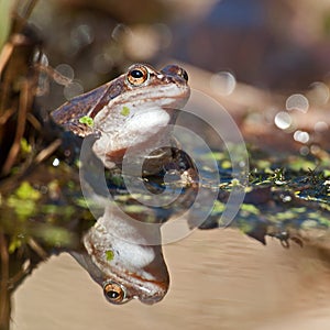 Singel moor frog rana arvalis in close-up in sun