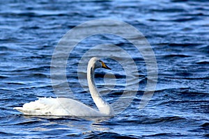 Singel Swimming Swan