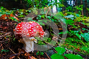 singel wonderful fly agaric mushroom in green forest