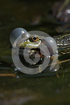 Singer in marsh