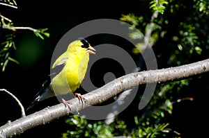 Singing American Goldfinch