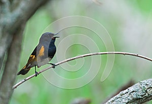 Singing American Redstart