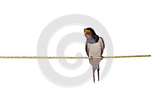 Singing barn swallow