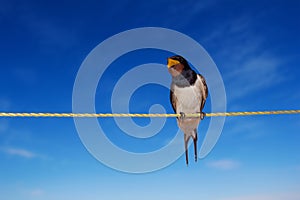 Singing barn swallow