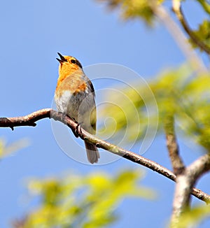 Singing beauty