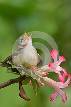 Singing bird