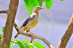 Singing bird