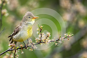 Singing bird on a branch. Icterine warbler, Hippolais icterina