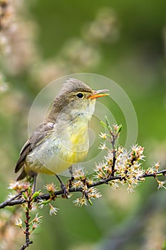 Singing bird on a branch. Icterine warbler, Hippolais icterina