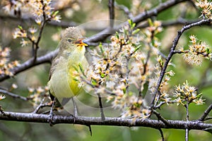 Singing bird on a branch. Icterine warbler, Hippolais icterina