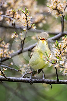 Singing bird on a branch. Icterine warbler, Hippolais icterina