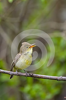 Singing bird on a branch. Icterine warbler, Hippolais icterina