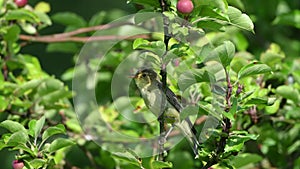 Singing bird. The icterine warbler