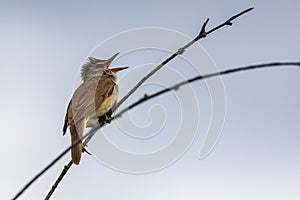Singing bird - a large warbler sits on a thin branch of reed. Cute little brown loud secretive songbird.