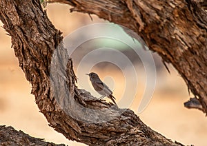 Singing Bird in the Namib Desert in Namibia