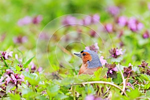 Singing bird sits in the spring forest flowers